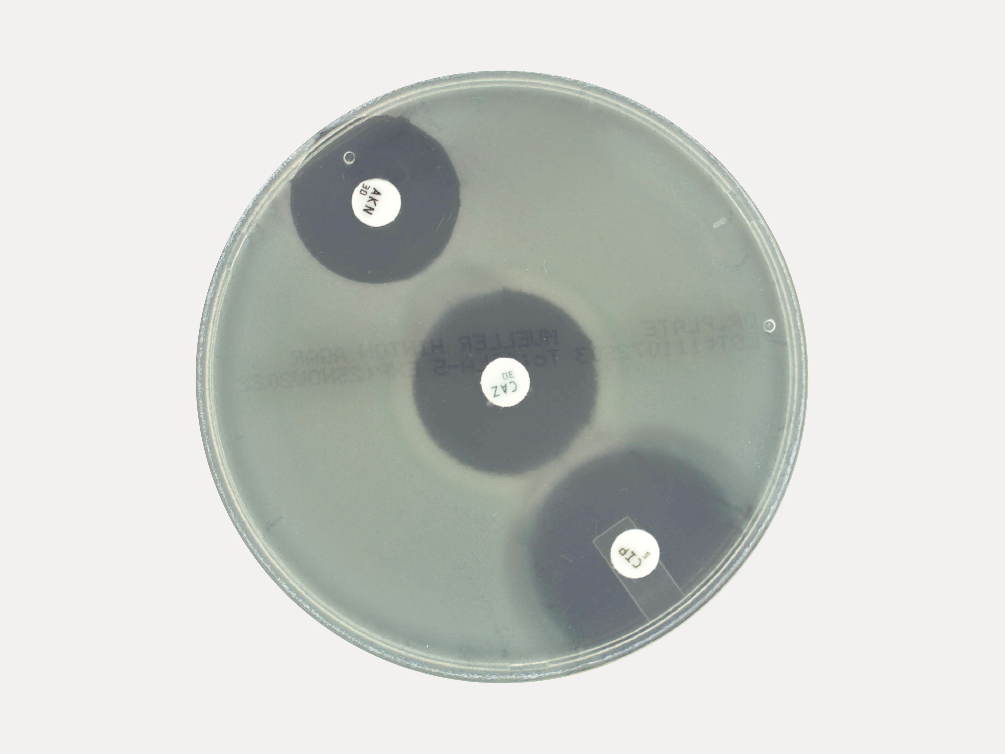 Mueller Hinton Agar 